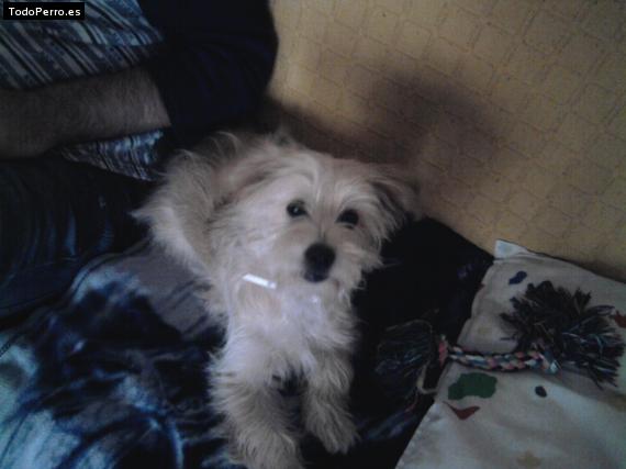 Foto del perro Rufo