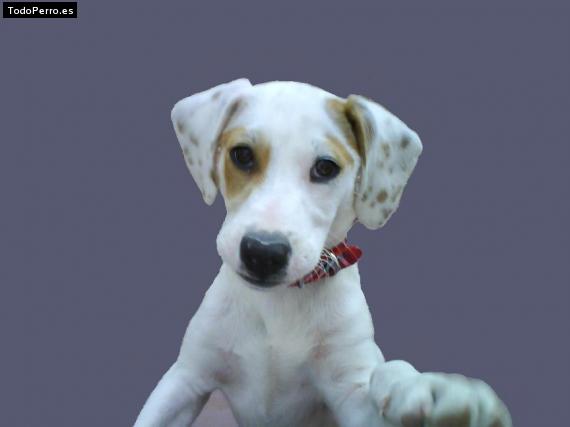Foto del perro Chui