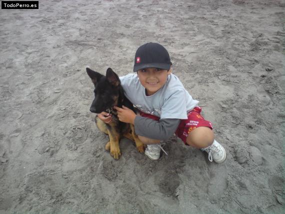 La foto del perro Roy Foto del perro Roy