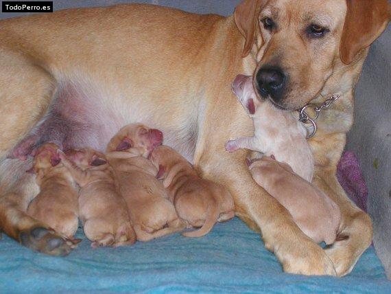 Foto del perro Panchita