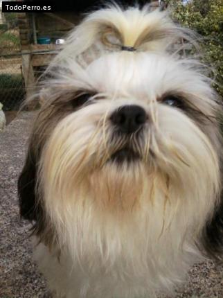 Foto del perro Cony