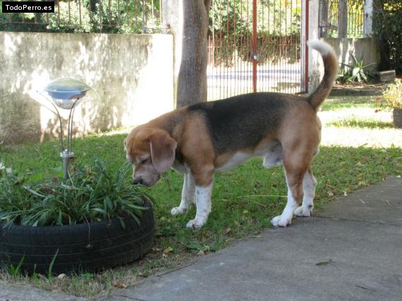 Foto del perro Yatay