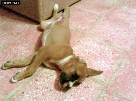Foto del perro Nena