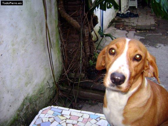 Foto del perro Tanya