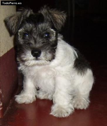 Foto del perro Blacky