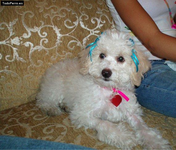 La foto del perro Cony Foto del perro Cony