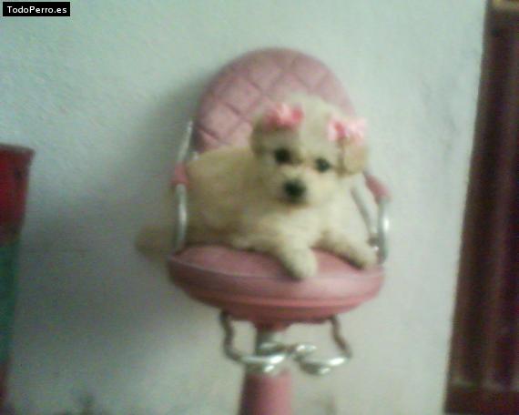 Foto del perro Dolly