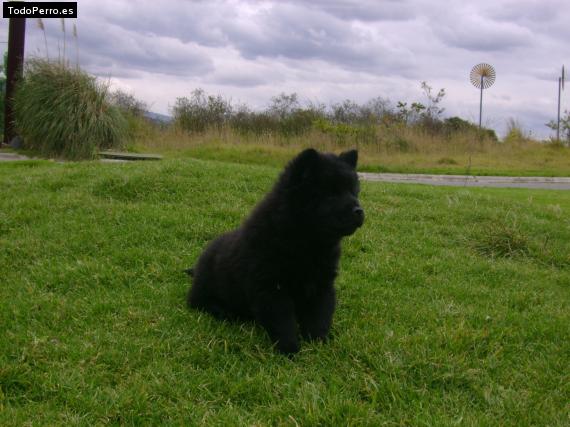 Foto del perro Nena