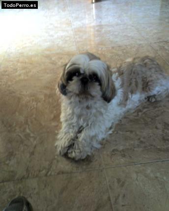 Foto del perro Chocolate