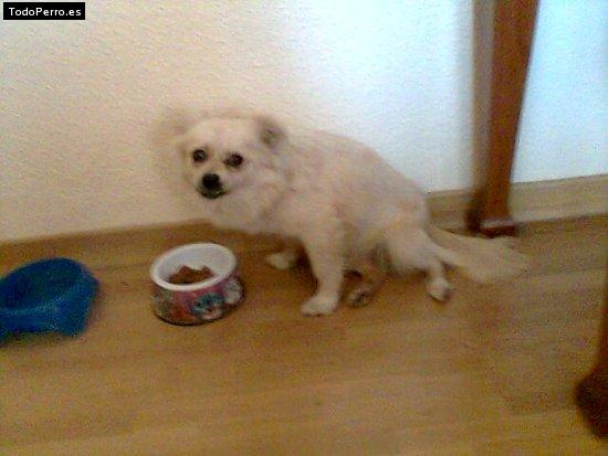 Foto del perro Tilly