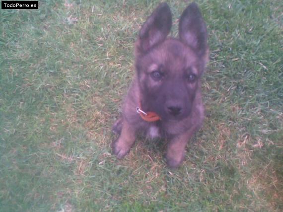 Foto del perro Ryuk