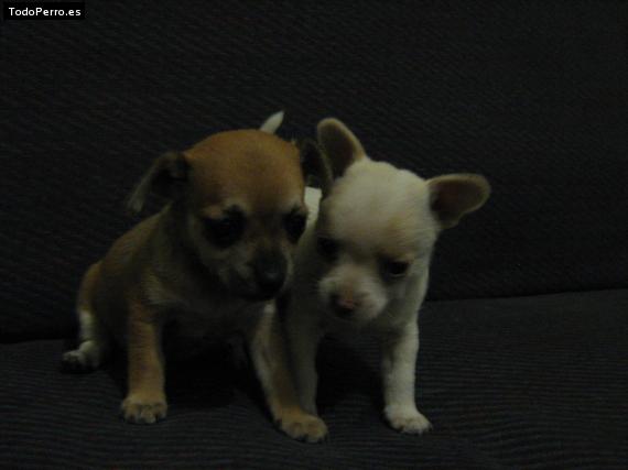 Foto del perro Billy  y  mandy