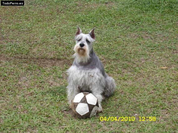 Foto del perro Lola