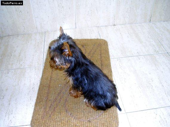 Foto del perro Inara
