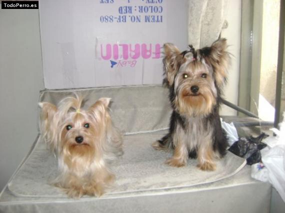 Foto del perro Bandy y chanela