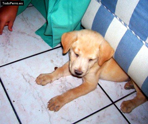 Foto del perro Blondy