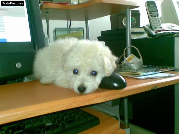 La foto del perro Cotton Foto del perro Cotton