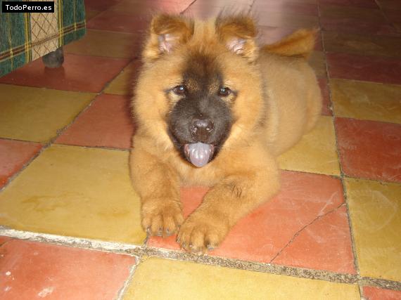 Foto del perro Sonrisas