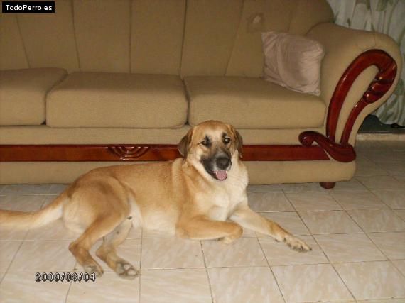 Foto del perro Canelo