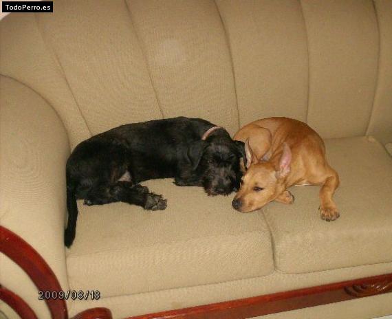 La foto del perro Randa Foto del perro Randa