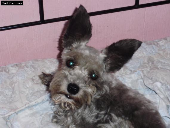 Foto del perro Camila