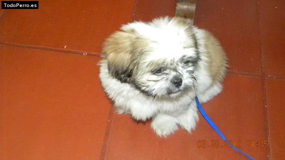 Foto del perro Comino