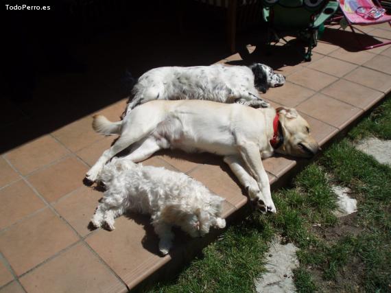 Foto del perro Chili, gus y yako