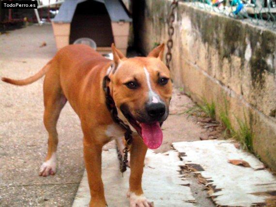 Foto del perro Ceus