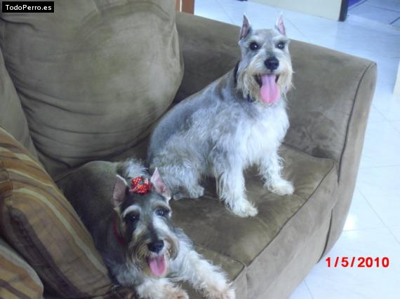 Foto del perro Max & nixie