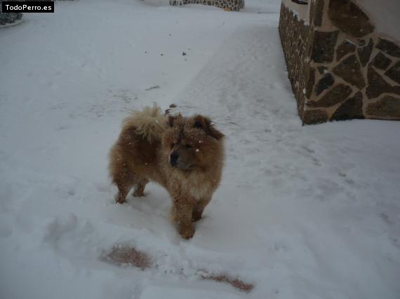 Foto del perro Rocco