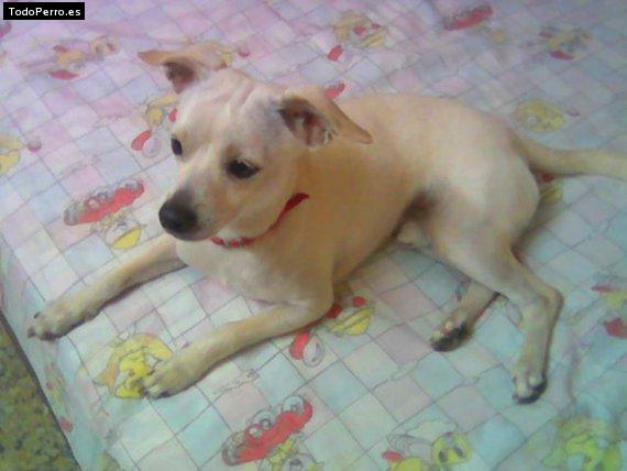 Foto del perro Scobby
