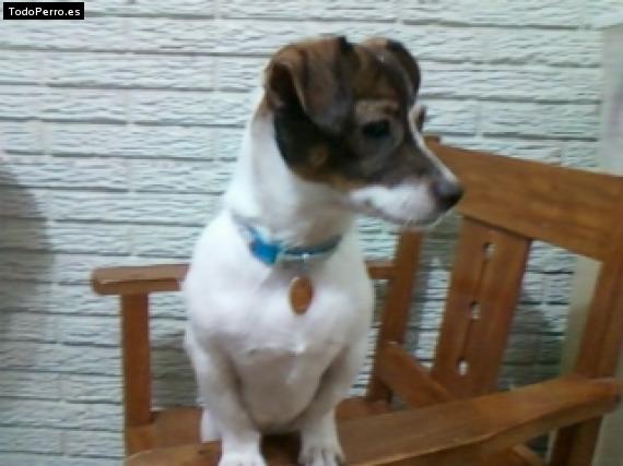 La foto del perro Chanel Foto del perro Chanel