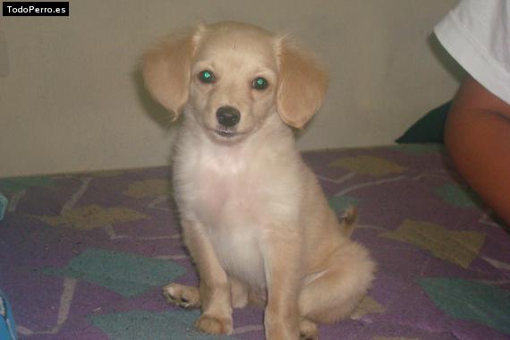 La foto del perro Chispa Foto del perro Chispa