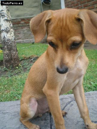 La foto del perro Camilo Foto del perro Camilo