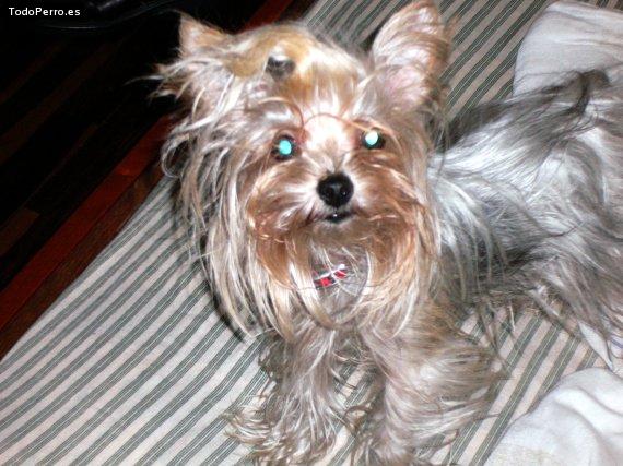 Foto del perro Bellita