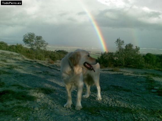 Foto del perro Kai