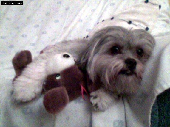 La foto del perro Crazy Foto del perro Crazy