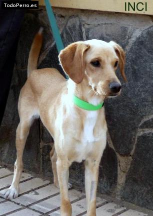 Foto del perro Inci