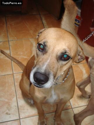 Foto del perro Raiza