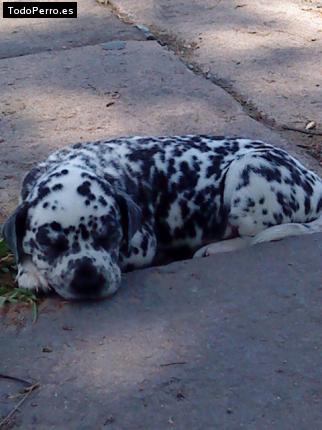 Foto del perro Frida