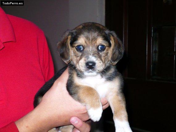Foto del perro Negrito