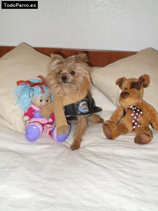 Foto del perro Rufo