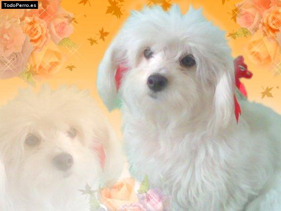 Foto del perro Muñeca