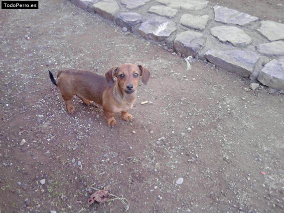 Foto del perro Canela