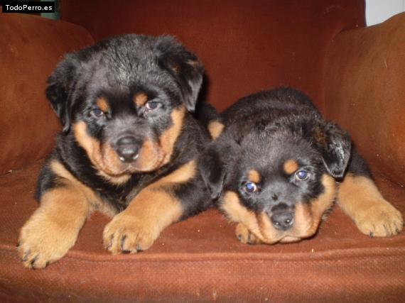 Foto del perro Luna y sasha