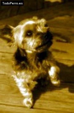 Foto del perro Nicky