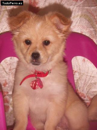 Foto del perro Shirly