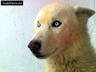 Foto del perro Snowy