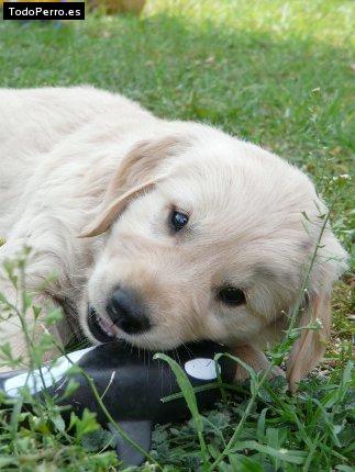 Foto del perro Mateo