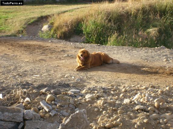 Foto del perro Pancha